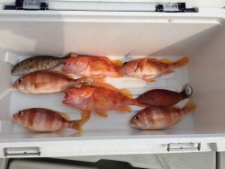 オーシャンキッズ 釣果