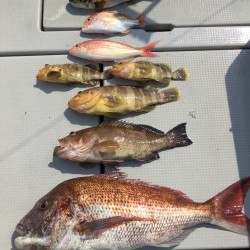 オーシャンキッズ 釣果