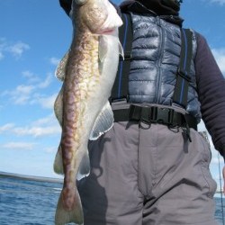 Aquanaut（アクアノート） 釣果