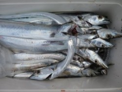 アジアマリンサービス 釣果