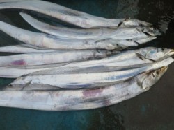 アジアマリンサービス 釣果