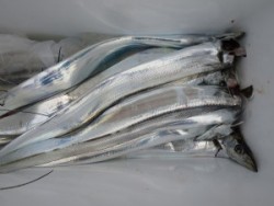 アジアマリンサービス 釣果