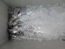 アジアマリンサービス 釣果