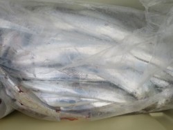 アジアマリンサービス 釣果