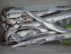 アジアマリンサービス 釣果