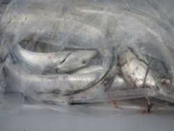 アジアマリンサービス 釣果