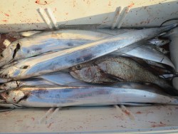 アジアマリンサービス 釣果