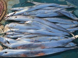 アジアマリンサービス 釣果