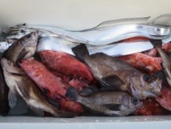 アジアマリンサービス 釣果