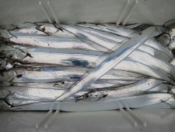 アジアマリンサービス 釣果