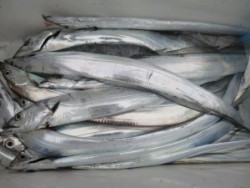 アジアマリンサービス 釣果