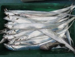 アジアマリンサービス 釣果