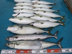 アジアマリンサービス 釣果