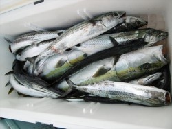 ハピネスⅡ 釣果