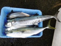 ハピネスⅡ 釣果