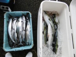 ハピネスⅡ 釣果