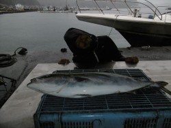 ハピネスⅡ 釣果