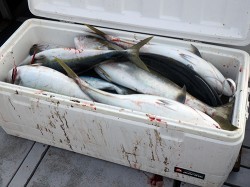 IZANAGI　イザナギ 釣果