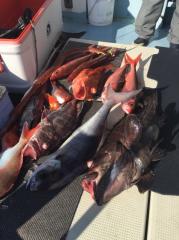 かいもん丸 釣果