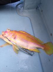 かいもん丸 釣果