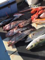 かいもん丸 釣果