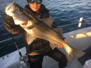 シーマジカル 釣果