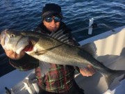 シーマジカル 釣果