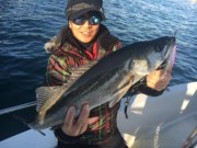 シーマジカル 釣果