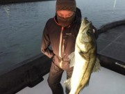 シーマジカル 釣果