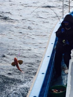 征海丸 釣果