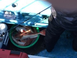 征海丸 釣果