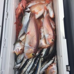 Blue.win 海人丸 釣果