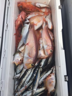 Blue.win 海人丸 釣果