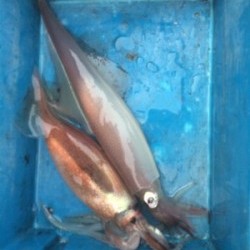 Blue.win 海人丸 釣果