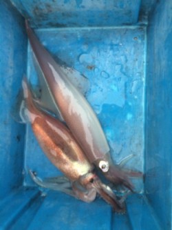 Blue.win 海人丸 釣果