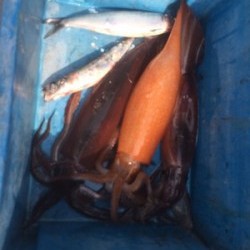 Blue.win 海人丸 釣果