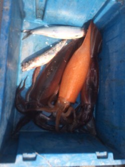 Blue.win 海人丸 釣果