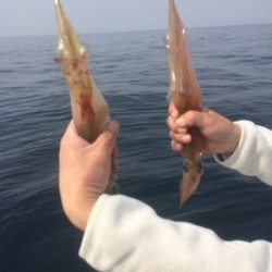 Blue.win 海人丸 釣果