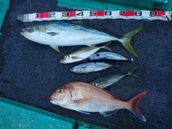 清和丸 釣果