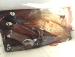 「LaGooN」蒼陽丸 日和号　 釣果