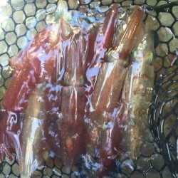 「LaGooN」蒼陽丸 日和号　 釣果