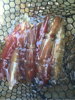 「LaGooN」蒼陽丸 日和号　 釣果