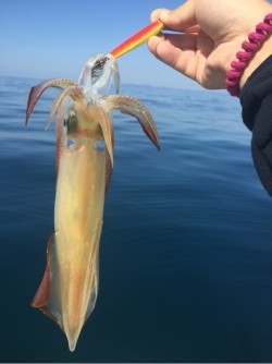 「LaGooN」蒼陽丸 日和号　 釣果