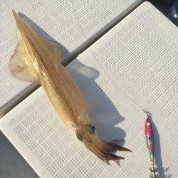 「LaGooN」蒼陽丸 日和号　 釣果