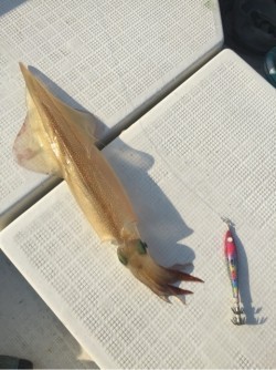 「LaGooN」蒼陽丸 日和号　 釣果