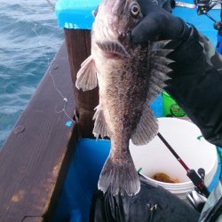 海龍丸 釣果