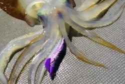 South Current 釣果