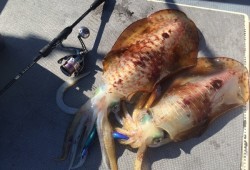 South Current 釣果