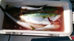 海龍丸 釣果