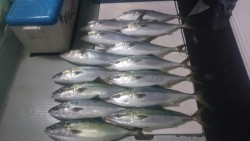 エムズジャーク（M’s JERK） 釣果